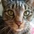 Bonnie Hallman's profile image