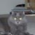 Debbie Kenyon's profile image