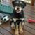 Ronald Vezzani's profile image