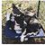Liz Sirmans's profile image