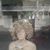 Karen Whalen's profile image
