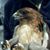 Andrea L Hayes's profile image