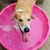 Brianne Fifield's profile image