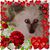 Lin Andreoli Valazza's profile image