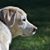 Sara Coutts's profile image