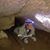 Judy Skeen's profile image