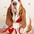 Homero Alberto's profile image