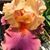 TerryLynn Whitfield's profile image