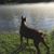 Anthony Perone's profile image
