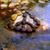 Annamarie Mottolo Dillon's profile image