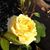 Sue Gustafson's profile image