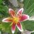 Debra Spence Gomez's profile image