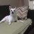 Rachel Sanderson Lanter's profile image