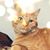 Starr Cacic's profile image
