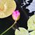 Cathy Borel's profile image