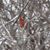 Diane Neu Brock's profile image