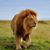 Iconic Africa Safaris's profile image