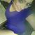 Lisa J Lacy's profile image