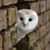 Mae WhiteOwl's profile image