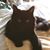 Debbie Del Freo Genovese's profile image