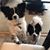 Tami Boyer-Vondissen's profile image