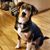 Darin R. Pfaff's profile image