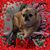 Amy Williams's profile image
