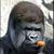 Ray LeBlanc's profile image