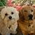 Sandy Webley Minger's profile image