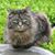 Brooke Gahan Johnson's profile image