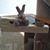 Carol Weisberg Ribatsky's profile image