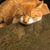 Sam Nicholas Reale's profile image