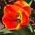 Emily Fearheller Mims's profile image