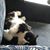 Lisa Fiato Caswell's profile image
