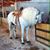 Henry C Trigueros's profile image