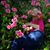 Julie Gillen's profile image