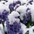 Marlayne Corcoran Penney's profile image