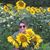 Jessica Scholz-Geller's profile image