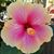 Tutasi Paul Meredith's profile image
