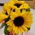 Michele Hauser Wainscott's profile image