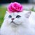 Maria Vizcarra's profile image