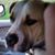Lee Patterson's profile image