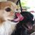 Ginger Altimore's profile image