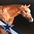 Sheila Jeter Fagg's profile image
