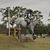 Liz Holtz Messaglia's profile image