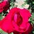 Natalie Singh Baccus's profile image
