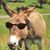 Glen Brown's profile image