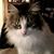 Diana Lynn's profile image