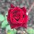 Judz Vallesteros's profile image