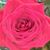 Melissa Remer Kinion's profile image